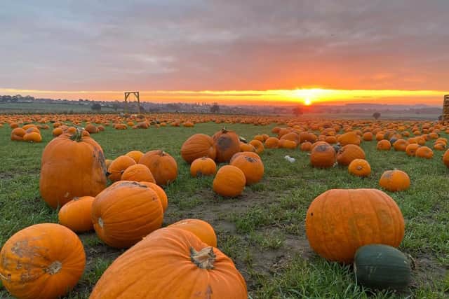 The sun sets over Farmer Copleys pumpkin field