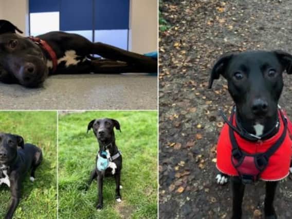 For Hagrid’s birthday, the team would like to raise money for not only Hagrid but all of the rescues who come to call the RSPCA Leeds, Wakefield and District branch home at one point on their way to finding their forever family.