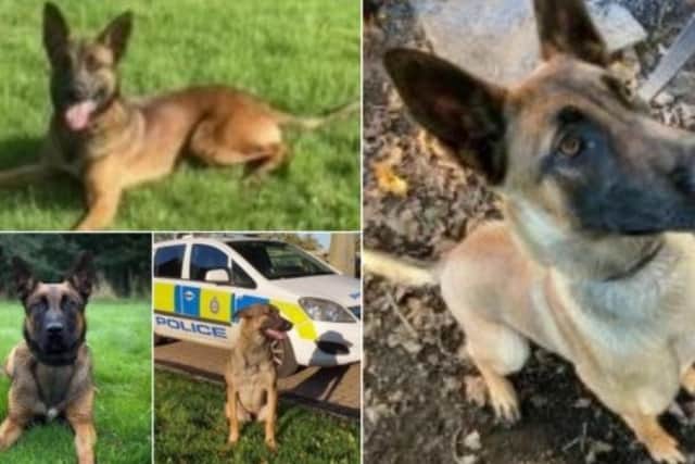 Trainee Police Dog (TPD) Mali, TPD Leo, TPD Bruce and TPD Zero are being prepared to start their initial training, which begins next year.