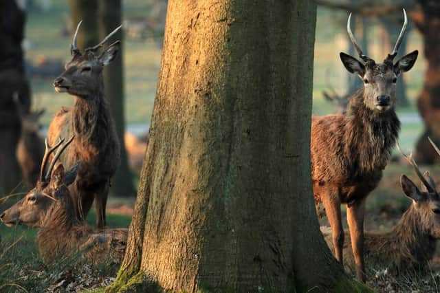 National Highways and the British Deer Society are warning drivers to be extra vigilant for deer on or near roads after the clocks go back this weekend.