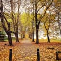 Stunning autumn scene in Clarence Park, by Sue Billcliffe