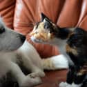 Introducing a new pet to the household can be a difficult job, especially when introducing a cat to a dog.