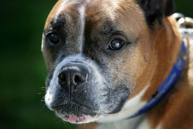 The boxers were sent to the UK by a breeder without the right documentation. 
File picture of boxer dog.