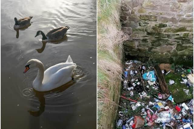 The council believes highlighting the dangers litter causes animals could make more of an impact on the public.
