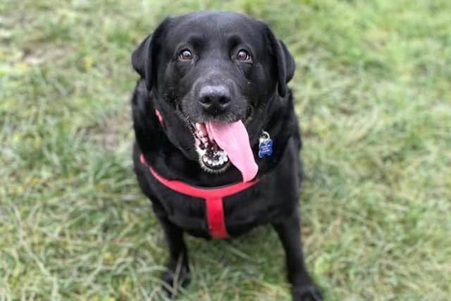 Darcy is a black Labrador who came into the branch this year with another dog called Isla, after their owner sadly passed away.