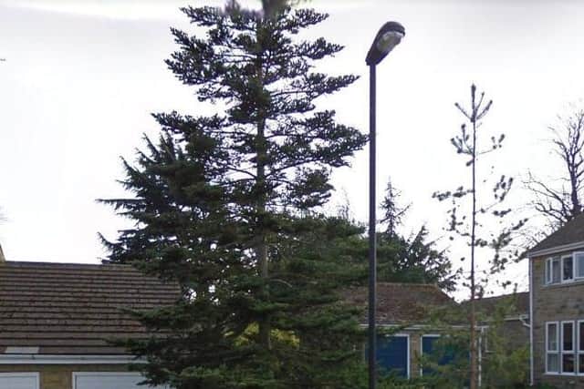 The tree, pictured by Google Maps in 2011.
