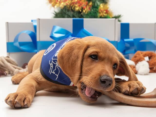 Peggy the labrador pup will soon start her training  to be a support dog