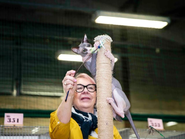 Northampton cat show helps to raise money for pets caught in Ukraine. Photo: Kirsty Edmonds.