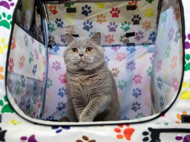 Northampton cat show helps to raise money for pets caught in Ukraine. Photo: Kirsty Edmonds.