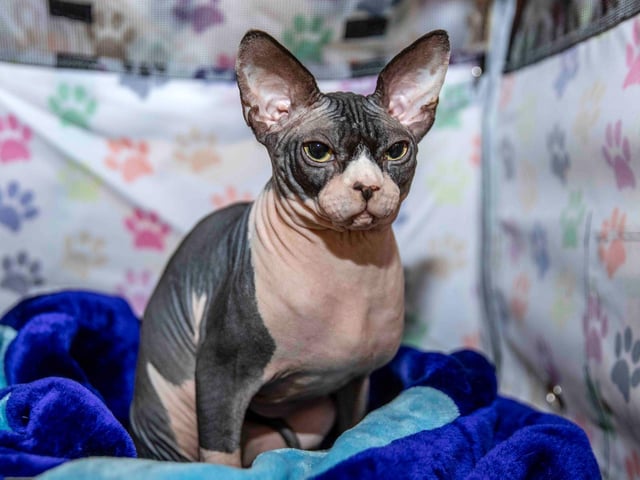 Northampton cat show helps to raise money for pets caught in Ukraine. Photo: Kirsty Edmonds.