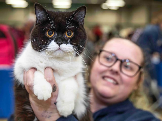 Northampton cat show helps to raise money for pets caught in Ukraine. Photo: Kirsty Edmonds.