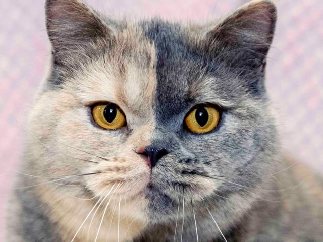 Northampton cat show helps to raise money for pets caught in Ukraine. Photo: Kirsty Edmonds.