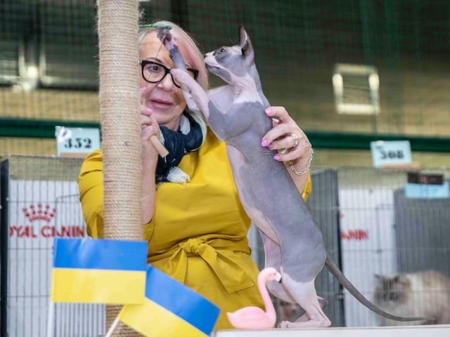 Northampton cat show helps to raise money for pets caught in Ukraine. Photo: Kirsty Edmonds.