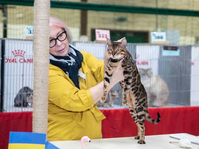 Northampton cat show helps to raise money for pets caught in Ukraine. Photo: Kirsty Edmonds.