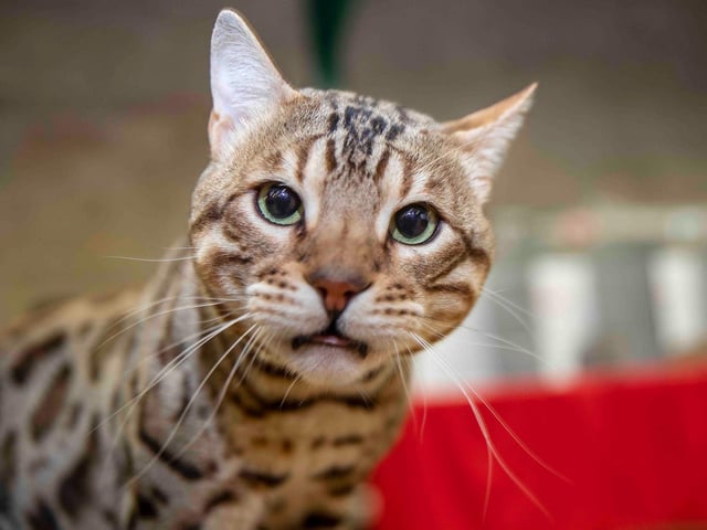 Northampton cat show helps to raise money for pets caught in Ukraine. Photo: Kirsty Edmonds.