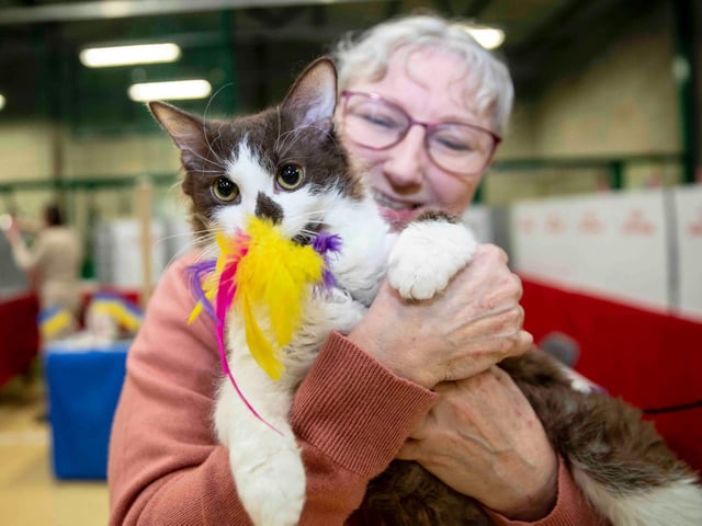 Northampton cat show helps to raise money for pets caught in Ukraine. Photo: Kirsty Edmonds.
