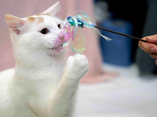 Northampton cat show helps to raise money for pets caught in Ukraine. Photo: Kirsty Edmonds.