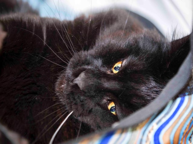 Northampton cat show helps to raise money for pets caught in Ukraine. Photo: Kirsty Edmonds.