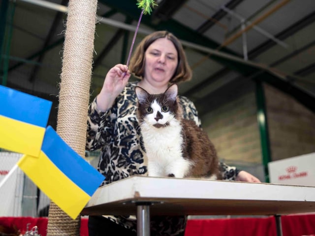 Northampton cat show helps to raise money for pets caught in Ukraine. Photo: Kirsty Edmonds.