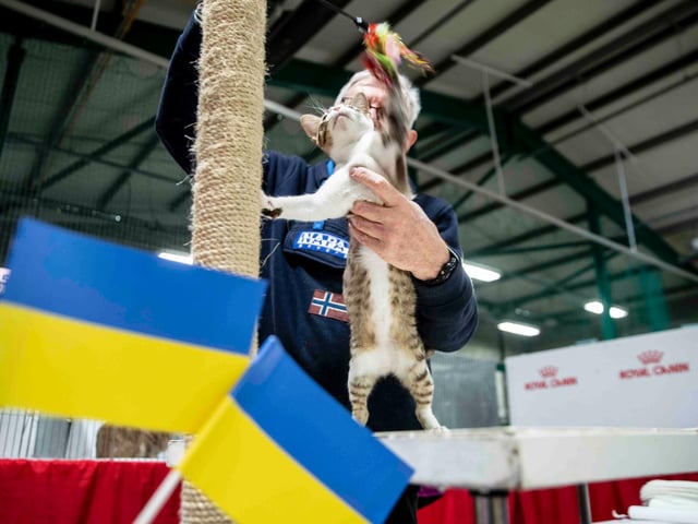 Northampton cat show helps to raise money for pets caught in Ukraine. Photo: Kirsty Edmonds.