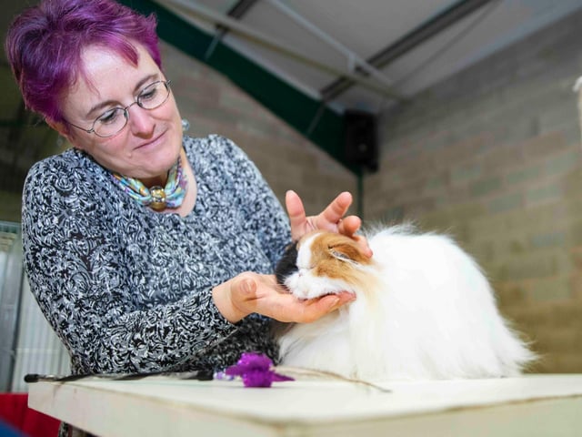 Northampton cat show helps to raise money for pets caught in Ukraine. Photo: Kirsty Edmonds.