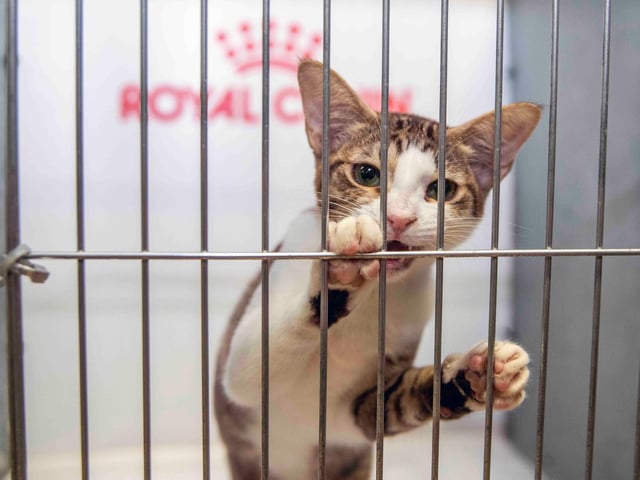 Northampton cat show helps to raise money for pets caught in Ukraine. Photo: Kirsty Edmonds.
