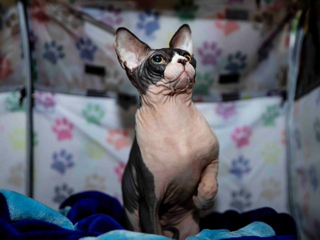 Northampton cat show helps to raise money for pets caught in Ukraine. Photo: Kirsty Edmonds.