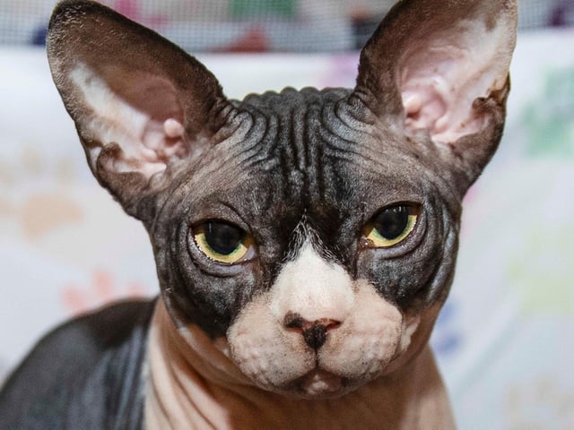 Northampton cat show helps to raise money for pets caught in Ukraine. Photo: Kirsty Edmonds.