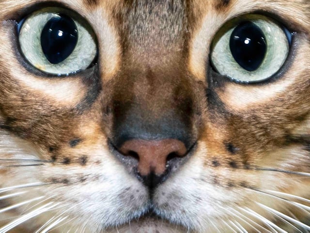 Northampton cat show helps to raise money for pets caught in Ukraine. Photo: Kirsty Edmonds.