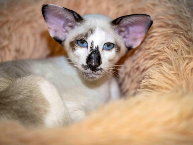 Northampton cat show helps to raise money for pets caught in Ukraine. Photo: Kirsty Edmonds.