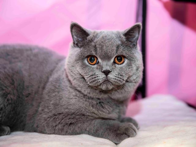 Northampton cat show helps to raise money for pets caught in Ukraine. Photo: Kirsty Edmonds.