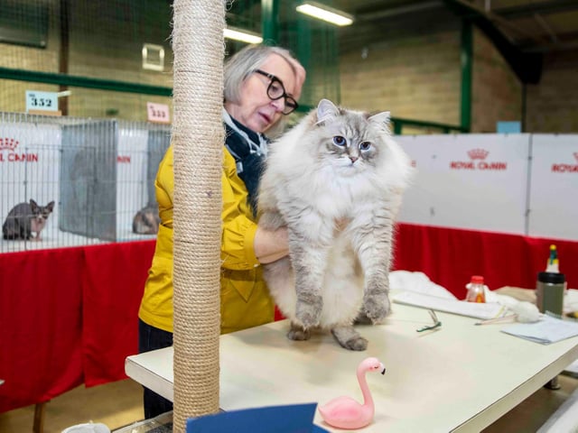 Northampton cat show helps to raise money for pets caught in Ukraine. Photo: Kirsty Edmonds.