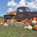 Farmer Copleys is set to hold even more pumpkin picking sessions throughout September and October.