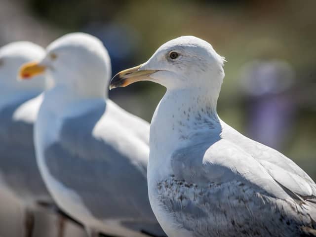There have been two confirmed cases found in wild birds, including a herring gull at Pugneys.
