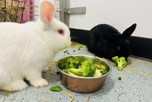 crossbreeds Clarke and Kent and both one-year-old bunnies who love to explore and find new smells. The two are big foodies and enjoy human company and will happily come say hello when they feel safe. They are a bonded pair and would love to find their forever home together.