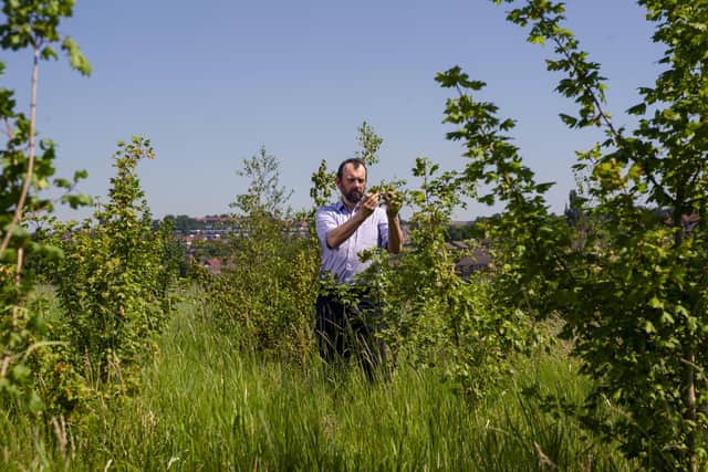 Over 5,000 trees have been planted across Yorkshire and on the edge of major roads and motorways, such as the M62 and A1, by National Highways in the last year. Pictured is Guy Thompson, Partnership Manager at White Rose Forest amongst some of the trees planted in Kirklees. Picture Tony Johnson
