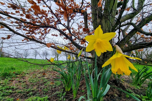 Sue Billcliffe shared this photo of daffodils in Ryhill.
