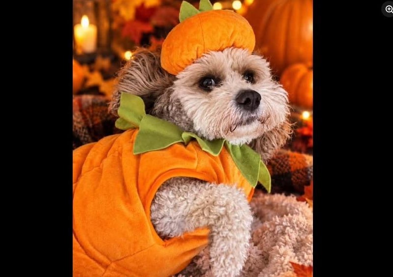 Kirsten Gar's little pumpkin
