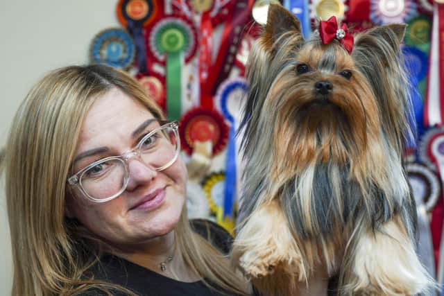 Inta Latina-Sekreta's Yorkshire Terrier Lucifer will compete in Crufts this weekend.