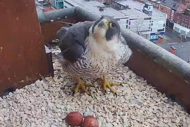 The mother peregrine falcon laid three eggs but only two chicks survived. Image courtesy of Wakefield Peregrines Project.