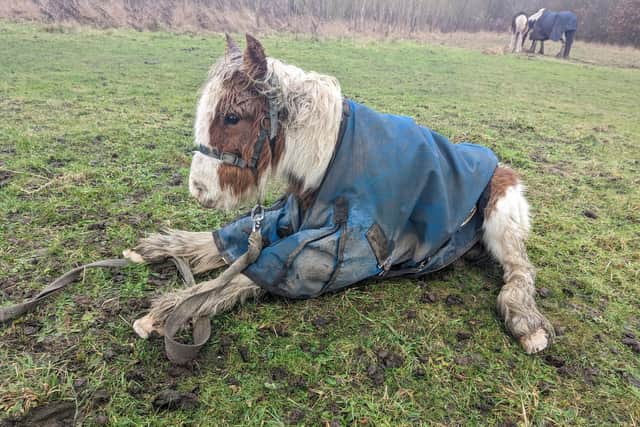 Cricket, a six to eight-month-old piebald foal was found tethered in a Castleford field.