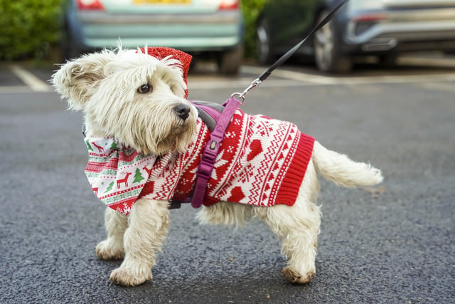 The Paws '4' a Christmas Walk ha sbecome an annual event for the centre.
