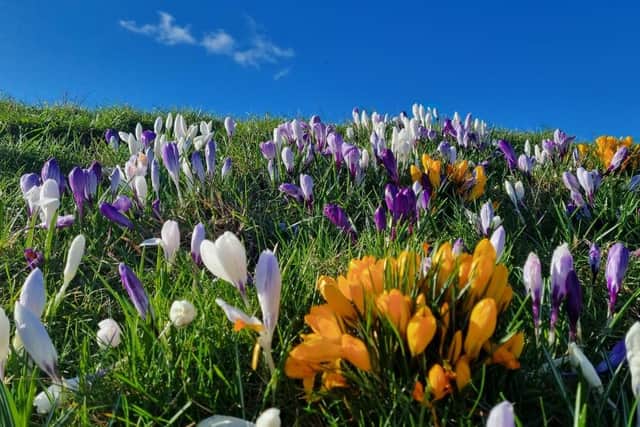 Spring Begin 2023 Images First day of spring 2023: Photo gallery of stunning reader pictures ...