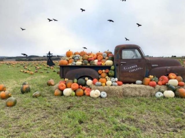 The Farmer Copleys pumpkin festival runs until October 31 and offers pumpkin picking, tractor rides, entertainment, street food, and fancy dress competitions. Tickets can be bought online at: https://farmercopleys.co.uk/events/pumpkin-festival/