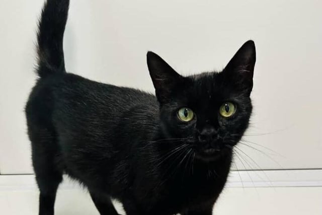 Esther is a one-year-old Domestic Short Hair kitten who is super friendly and affectionate.

After recently giving birth to four kittens, she's now ready to find her forever home and family and be spoilt rotten.