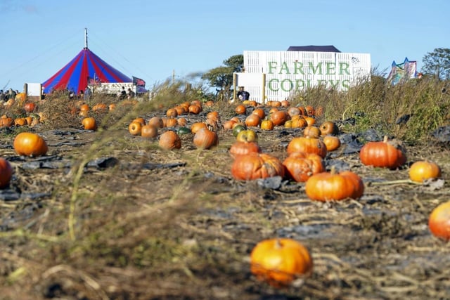 The pumpkins are especially wonderful this year and the whole event has a lovely atmosphere surrounding it.