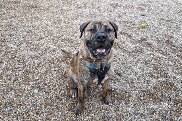 Two-year-old Mastiff X Frank is a big goofy, soft lad with plenty of energy and love to give! He is a bouncy lad and will sometimes get overly excited with people, so, he would be best living with a family who have kids 16+ years old.