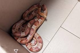 The harmless bright orange snake was found on a Northern service travelling between Shipley and Leeds on Saturday, with some reports saying the reptile had been spotted in a bin onboard.