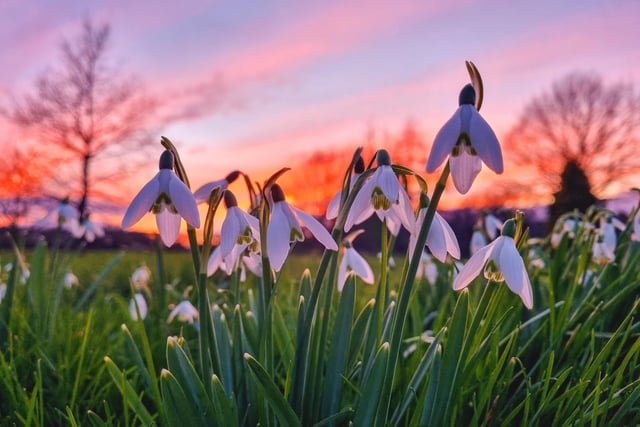 Sue Billcliffe shared this stunning photo of the sunset behind snowdrops in Ryhill.