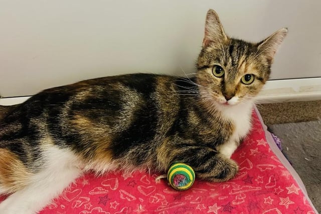 One-year-old Galaxy came to the centre with her five babies, when they were just hours old. But, now they’ve all flown the nest, it’s her turn to find her forever home and family. Galaxy is a very sociable girl and would happily live with a kids who are cat savvy and 10+ years old.